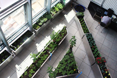 PS 50 Manhattan Greenhouse